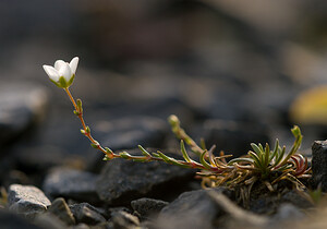 Sabulina verna (Caryophyllaceae)  - Minuartie printanière, Sabline printanière, Alsine printanière, Minuartie du printemps - Spring Sandwort Northumberland [Royaume-Uni] 19/07/2009 - 230m