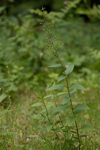 Scrophularia nodosa (Scrophulariaceae)  - Scrofulaire noueuse - Common Figwort Lancashire [Royaume-Uni] 23/07/2009 - 10m
