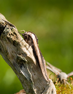Sphinx ligustri (Sphingidae)  - Sphinx du Troène - Privet Hawk-moth Norfolk [Royaume-Uni] 14/07/2009