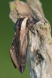 Sphinx ligustri (Sphingidae)  - Sphinx du Troène - Privet Hawk-moth Norfolk [Royaume-Uni] 14/07/2009