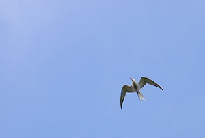 Sterna hirundo (Laridae)  - Sterne pierregarin - Common Tern North Yorkshire [Royaume-Uni] 18/07/2009 - 20m