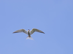 Sterna hirundo (Laridae)  - Sterne pierregarin - Common Tern North Yorkshire [Royaume-Uni] 18/07/2009 - 20m