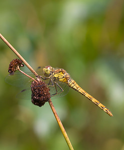 Sympetrum striolatum (Libellulidae)  - Sympétrum fascié - Common Darter Lancashire [Royaume-Uni] 23/07/2009 - 10m