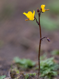 Utricularia vulgaris (Lentibulariaceae)  - Utriculaire commune, Utriculaire vulgaire - Greater Bladderwort Norfolk [Royaume-Uni] 16/07/2009 - 40m