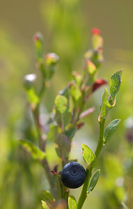 Vaccinium myrtillus (Ericaceae)  - Airelle myrtille, Myrtille, Maurette, Brimbelle - Bilberry Northumberland [Royaume-Uni] 20/07/2009 - 270m