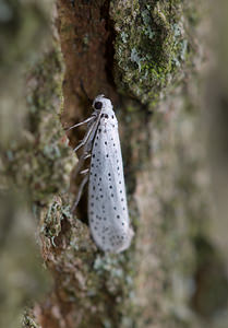 Yponomeuta evonymella (Yponomeutidae)  - Bird-cherry Ermine Norfolk [Royaume-Uni] 15/07/2009