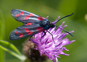 Zygaena filipendulae (Zygaenidae)  - Zygène du Pied-de-Poule, Zygène des Lotiers, Zygène de la Filipendule - Six-spot Burnet North Yorkshire [Royaume-Uni] 18/07/2009 - 20m