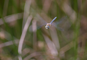 Aeshna mixta (Aeshnidae)  - aeschne mixte - Migrant Hawker Marne [France] 29/08/2009 - 160m