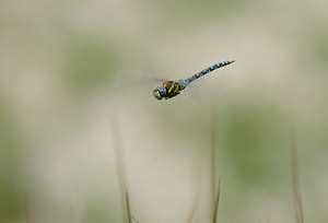 Aeshna mixta (Aeshnidae)  - aeschne mixte - Migrant Hawker Marne [France] 29/08/2009 - 160m