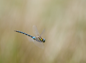 Aeshna mixta (Aeshnidae)  - aeschne mixte - Migrant Hawker Marne [France] 29/08/2009 - 160m