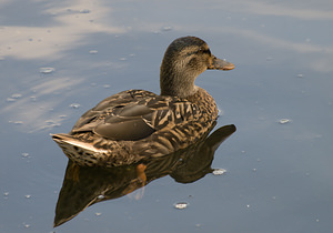 Anas platyrhynchos (Anatidae)  - Canard colvert - Mallard Nord [France] 22/08/2009 - 20m