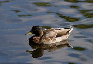 Anas platyrhynchos (Anatidae)  - Canard colvert - Mallard Nord [France] 22/08/2009 - 20m