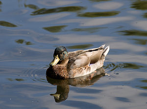 Anas platyrhynchos (Anatidae)  - Canard colvert - Mallard Nord [France] 22/08/2009 - 20m