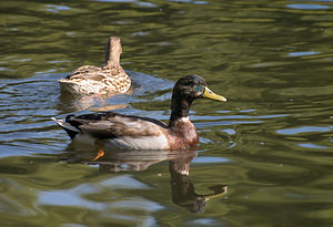 Anas platyrhynchos (Anatidae)  - Canard colvert - Mallard Nord [France] 22/08/2009 - 20m