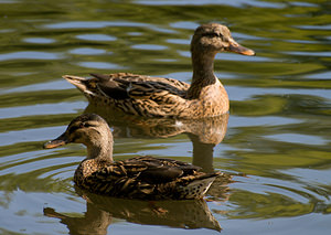 Anas platyrhynchos (Anatidae)  - Canard colvert - Mallard Nord [France] 22/08/2009 - 20m