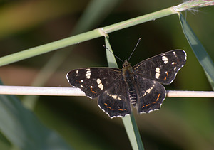 Araschnia levana (Nymphalidae)  - Carte géographique, Jaspé - Map Nord [France] 22/08/2009 - 20mforme estivale sombre 