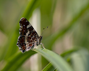 Araschnia levana (Nymphalidae)  - Carte géographique, Jaspé - Map Nord [France] 22/08/2009 - 20m