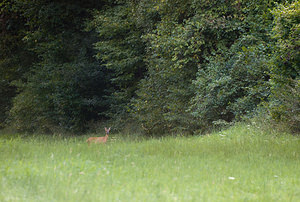 Cervus elaphus (Cervidae)  - Cerf élaphe - Red Deer Marne [France] 29/08/2009 - 160m