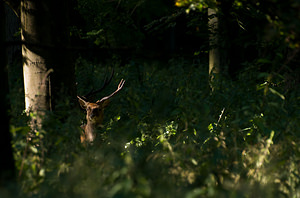 Cervus nippon (Cervidae)  - Cerf sika - Sika Deer Pas-de-Calais [France] 15/08/2009 - 100mEn enclos semi sauvage