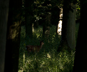 Cervus nippon (Cervidae)  - Cerf sika - Sika Deer Pas-de-Calais [France] 15/08/2009 - 100mEn enclos semi sauvage