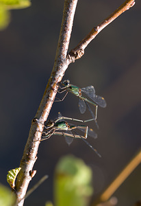 Chalcolestes viridis (Lestidae)  - Leste vert - Green Emerald Damselfly Meuse [France] 30/08/2009 - 270m