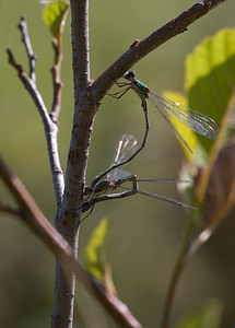 Chalcolestes viridis (Lestidae)  - Leste vert - Green Emerald Damselfly Meuse [France] 30/08/2009 - 270m