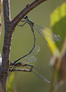 Chalcolestes viridis (Lestidae)  - Leste vert - Green Emerald Damselfly Meuse [France] 30/08/2009 - 270m