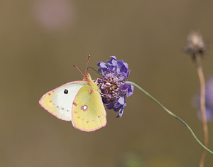 Colias alfacariensis (Pieridae)  - Fluoré - Berger's Clouded Yellow Meuse [France] 30/08/2009 - 340m