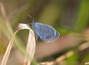 Cupido argiades (Lycaenidae)  - Azuré du Trèfle, Petit Porte-Queue, Argus mini-queue, Myrmidon - Short-tailed Blue Meuse [France] 30/08/2009 - 340m