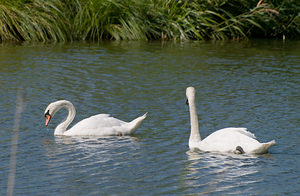 Cygnus olor (Anatidae)  - Cygne tuberculé - Mute Swan Pas-de-Calais [France] 15/08/2009