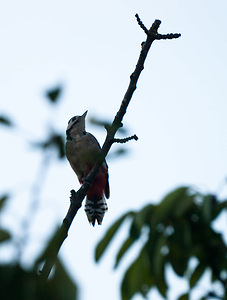 Dendrocopos major (Picidae)  - Pic épeiche - Great Spotted Woodpecker Nord [France] 24/08/2009 - 40m