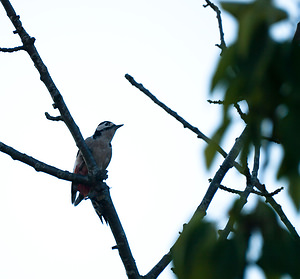 Dendrocopos major (Picidae)  - Pic épeiche - Great Spotted Woodpecker Nord [France] 24/08/2009 - 40m