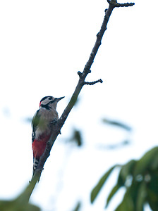 Dendrocopos major (Picidae)  - Pic épeiche - Great Spotted Woodpecker Nord [France] 24/08/2009 - 40m