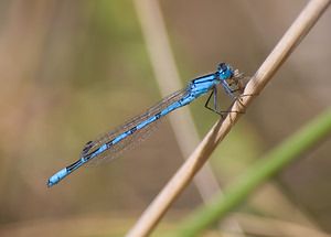 Enallagma cyathigerum (Coenagrionidae)  - Agrion porte-coupe - Common Blue Damselfly Nord [France] 22/08/2009 - 20m