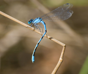 Enallagma cyathigerum (Coenagrionidae)  - Agrion porte-coupe - Common Blue Damselfly Nord [France] 22/08/2009 - 20m