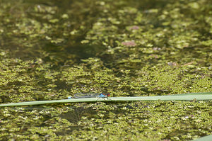 Erythromma najas (Coenagrionidae)  - Naïade aux yeux rouges - Red-eyed Damselfly Pas-de-Calais [France] 15/08/2009