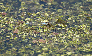 Erythromma najas (Coenagrionidae)  - Naïade aux yeux rouges - Red-eyed Damselfly Pas-de-Calais [France] 15/08/2009