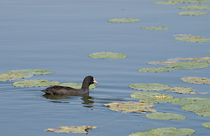 Fulica atra (Rallidae)  - Foulque macroule - Common Coot Pas-de-Calais [France] 15/08/2009