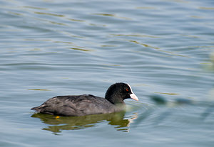 Fulica atra (Rallidae)  - Foulque macroule - Common Coot Pas-de-Calais [France] 15/08/2009