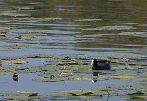 Fulica atra (Rallidae)  - Foulque macroule - Common Coot Pas-de-Calais [France] 15/08/2009