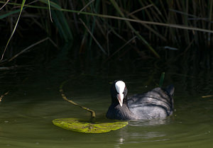 Fulica atra (Rallidae)  - Foulque macroule - Common Coot Pas-de-Calais [France] 15/08/2009