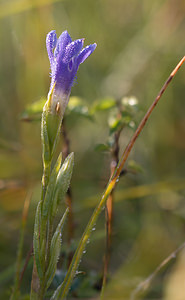 Gentianopsis ciliata (Gentianaceae)  - Gentianelle ciliée, Gentiane ciliée, Fausse gentiane ciliée - Fringed Gentian Meuse [France] 30/08/2009 - 340m