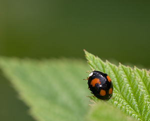 Harmonia axyridis (Coccinellidae)  - Coccinelle asiatique, Coccinelle arlequin - Harlequin ladybird, Asian ladybird, Asian ladybeetle Nord [France] 02/08/2009 - 40mforme spectabilis