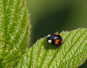 Harmonia axyridis (Coccinellidae)  - Coccinelle asiatique, Coccinelle arlequin - Harlequin ladybird, Asian ladybird, Asian ladybeetle Nord [France] 02/08/2009 - 40mforme spectabilis