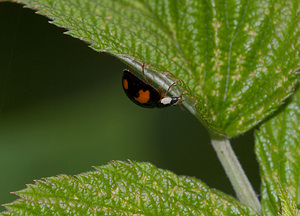 Harmonia axyridis (Coccinellidae)  - Coccinelle asiatique, Coccinelle arlequin - Harlequin ladybird, Asian ladybird, Asian ladybeetle Nord [France] 02/08/2009 - 40mforme spectabilis