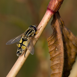 Helophilus trivittatus (Syrphidae)  Marne [France] 29/08/2009 - 150m