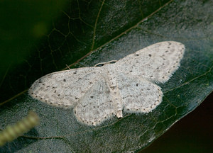 Idaea seriata (Geometridae)  - Vieillie , Voisine - Small Dusty Wave Nord [France] 10/08/2009 - 40m