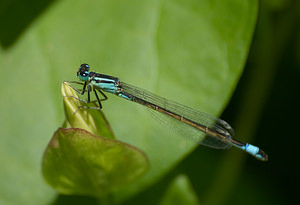 Ischnura elegans (Coenagrionidae)  - Agrion élégant - Blue-tailed Damselfly Pas-de-Calais [France] 15/08/2009