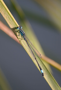 Ischnura elegans (Coenagrionidae)  - Agrion élégant - Blue-tailed Damselfly Nord [France] 22/08/2009 - 20m