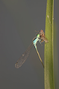 Ischnura elegans (Coenagrionidae)  - Agrion élégant - Blue-tailed Damselfly Nord [France] 22/08/2009 - 20m